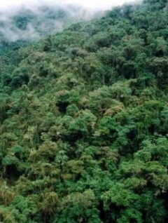 Dossier hemerográfico | Asamblea Constituyente y Recursos Forestales