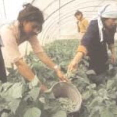 BoliviaPress 29 de mayo 2006: Gobierno reconduce política agraria en el marco de la Ley 1715
