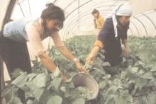 BoliviaPress 29 de mayo 2006: Gobierno reconduce política agraria en el marco de la Ley 1715