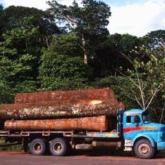 Posición del sector campesino de Pando en relación a las conseciones forestales maderables y no maderables en la amazonia Boliviana
