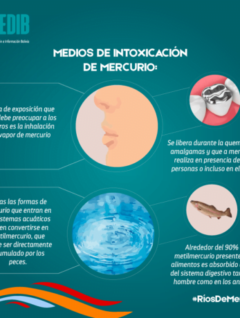 Ríos de mercurio: Medios de intoxicación por mercurio