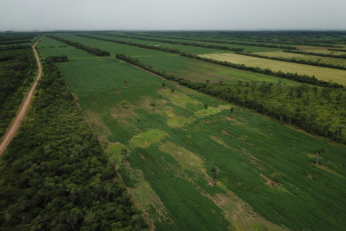 Expertos señalan que el ingreso demás transgénicos aumentarán la deforestación. Foto: Rhett A. Butler para Mongabay