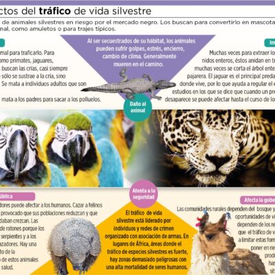 Tráfico de animales silvestres ocasiona al menos seis daños (11.2.19)
