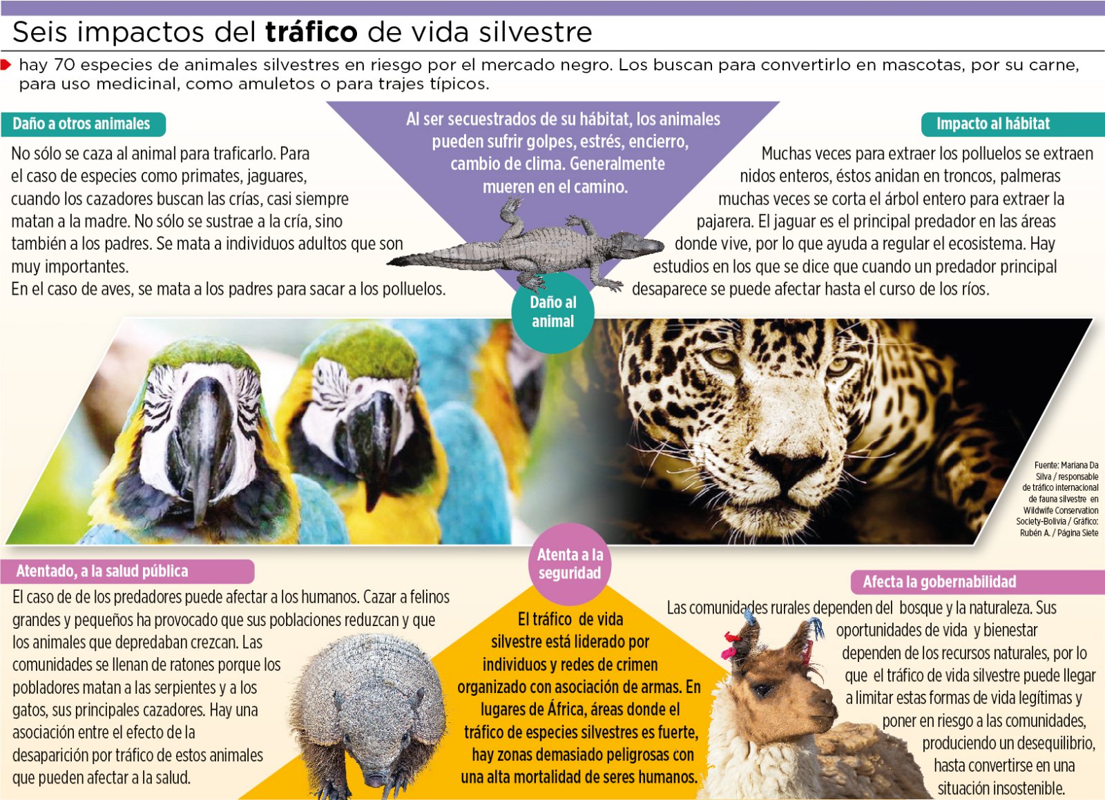 Tráfico de animales silvestres ocasiona al menos seis daños (11.2.19)