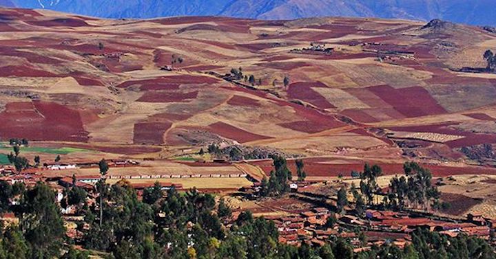 Las leyes bolivianas no permiten la introducción de semillas que afecten la biodiversidad. Foto: Fundación Tierra. 