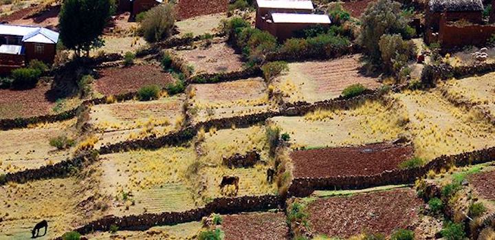 Especialistas temen que los transgénicos afecten la biodiversidad de Bolivia. Foto: Fundación Tierra.