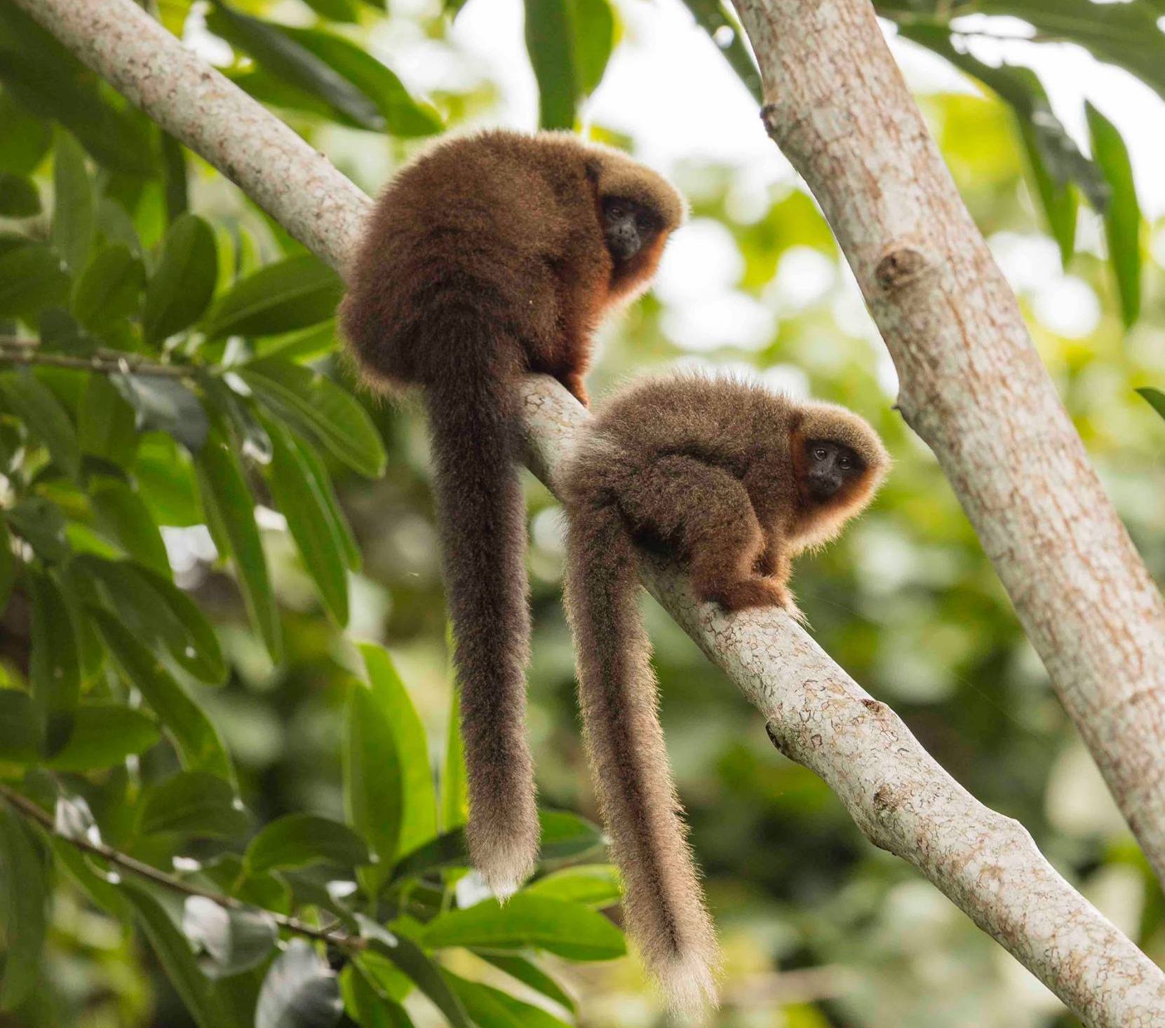 El lucachi del Madidi fue descubierto entre los años 2000 y 2005. Foto: WCS,