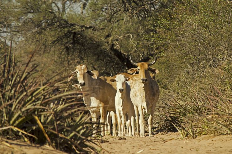 La ganadería también es una causa de pérdida de bosques en Bolivia. Foto: Eduardo Franco Berton.