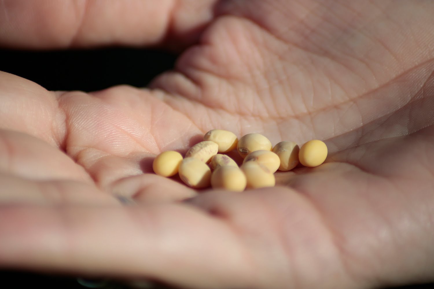 Habas de soja blanca, un monocultivo en densas áreas de Argentina y Paraguay. Foto: Fundación Vida Silvestre - @YawarFilms.