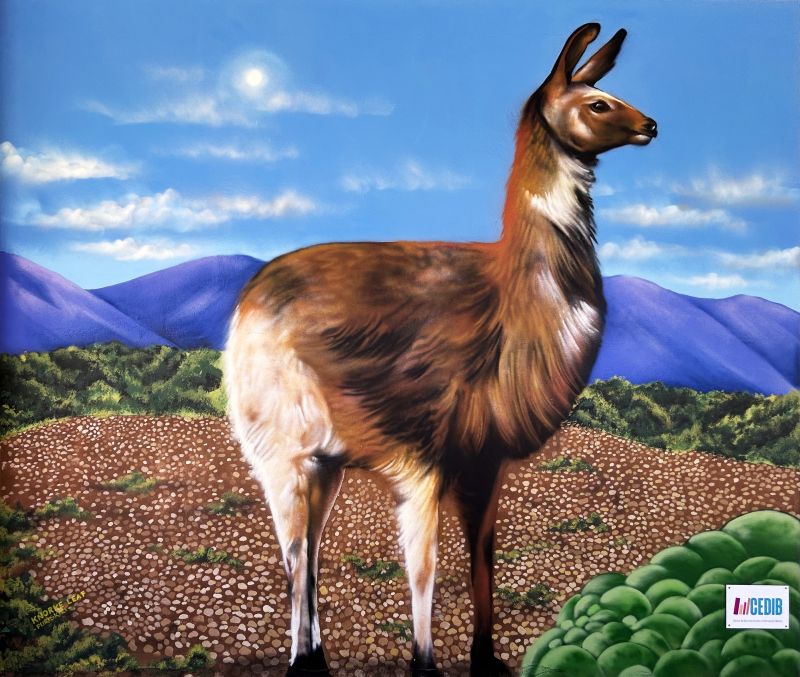llama