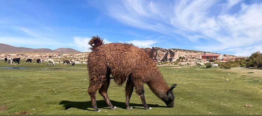 llama_b
