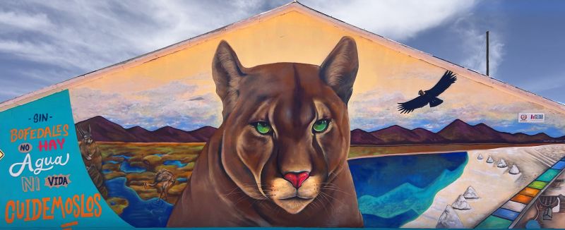puma puma