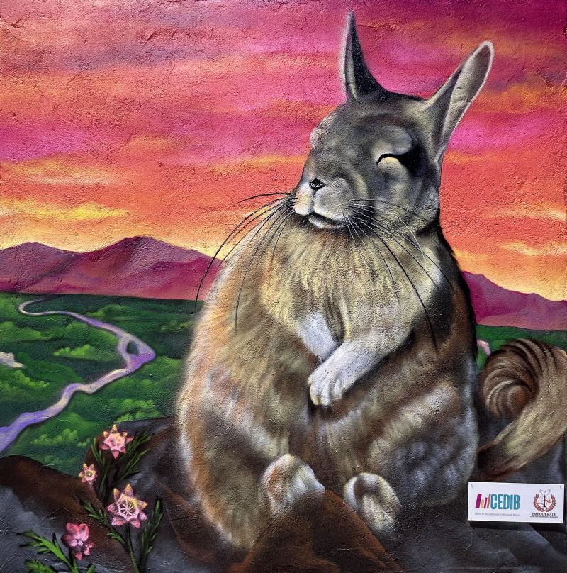 vizcacha vizcacha